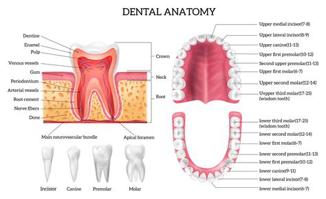 Premolar Teeth - Forest & Ray - Dentists, Orthodontists, Implant Surgeons