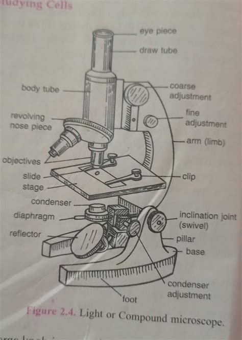 Image result for Compound Light Microscope