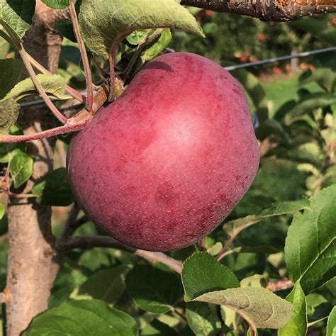2020 Apple Maturity Report : Center for Agriculture, Food, and the ...