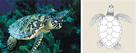 Sea Turtle Types 的图像结果