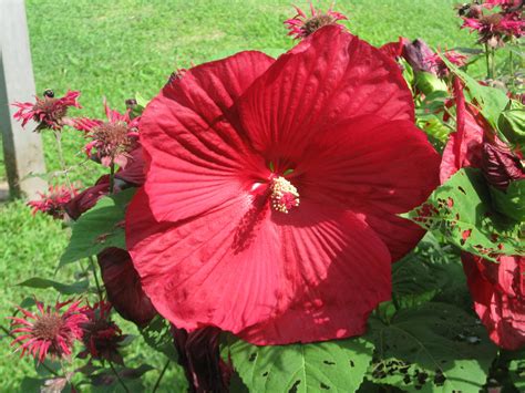 Perennial Hibiscus Varieties: A Comprehensive Guide