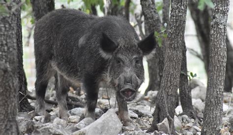 Officials offer 5-figure bounties to combat feral hog population ...