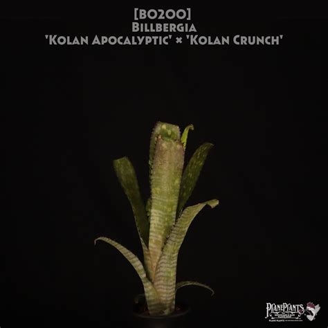 【送料無料】Billbergia 'Kolan Apocalyptic' x 'Kolan Crunch'〔ビルベルギア〕現品発送B0200 ...