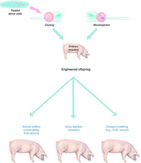 Genetic Engineering Animals 的图像结果