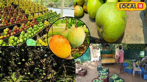Sweet Mango: అన్నీ మామిడి పండ్లు తియ్యగానే ఉంటాయి.. ఈ ఒక్క రకం అమృతంలా ...