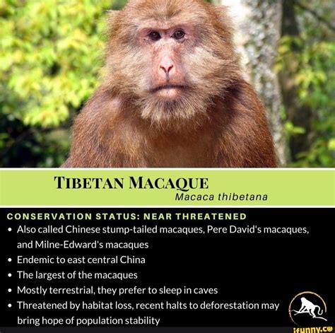 TIBETAN MACAQUE Macaca thibetana CONSERVATION STATUS: NEAR THREATENED Also called Chinese tailed ...