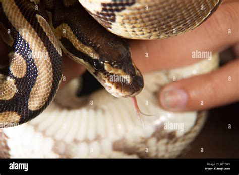 Image result for Ball Python Cuddling