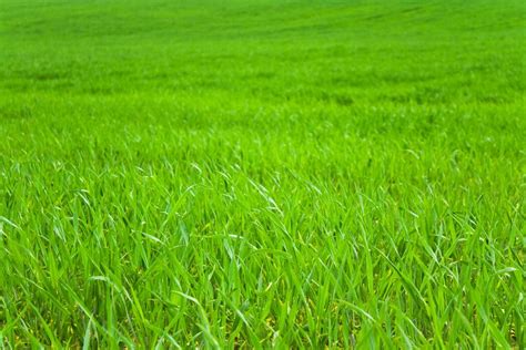 Background for Agriculture 的图像结果