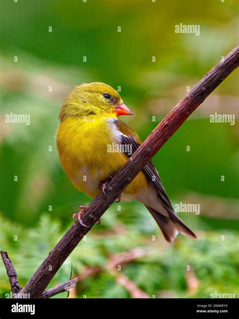 American Goldfinch female close-up side view perched on a branch with ...