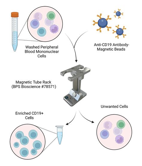 Cell Isolation Kits