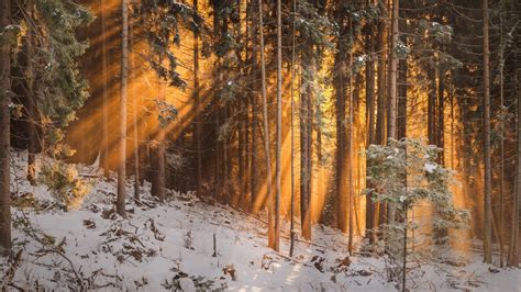 Download wallpaper 1600x900 forest, winter, trees, sunlight widescreen ...