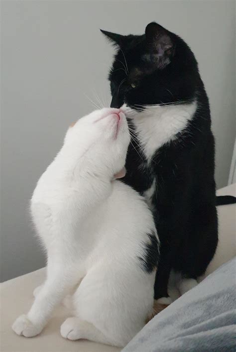 Cats Kissing
