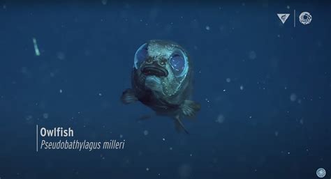 Creatures in Ocean's 'Midnight Zone' Are Little Nerdy Aliens - Nerdist