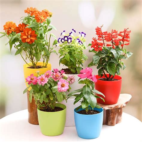 Buy Type-Combo Pack Plants online from Nurserylive at lowest price.