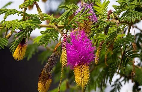 Creative Farmer Shami - Plant (Vanni Maram) Tree/Banni Tree/Vanni Maram ...