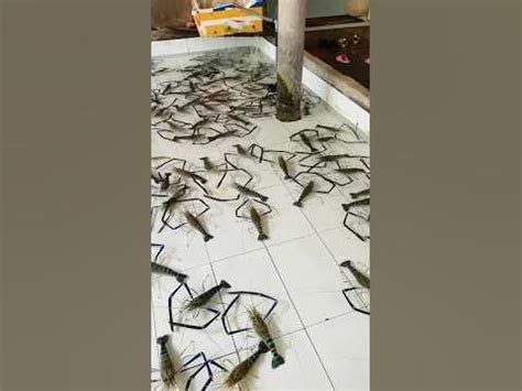 AMBIL SEKARANG