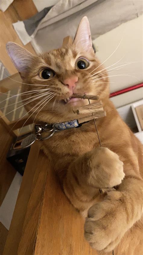 Are Orange Cats Friendly To Dogs