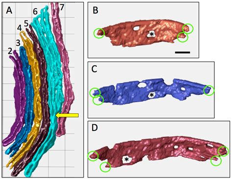 How the Topology of the Mitochondrial Inner Membrane Modulates ATP ...