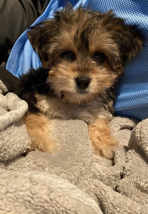 Buffalo Pug & Small Breed Rescue, Inc.