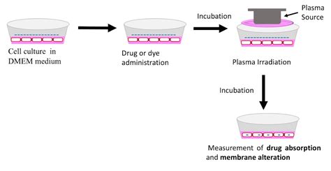 Absorption of FD-150 in Brain Endothelial Cells by Cold Atmospheric ...
