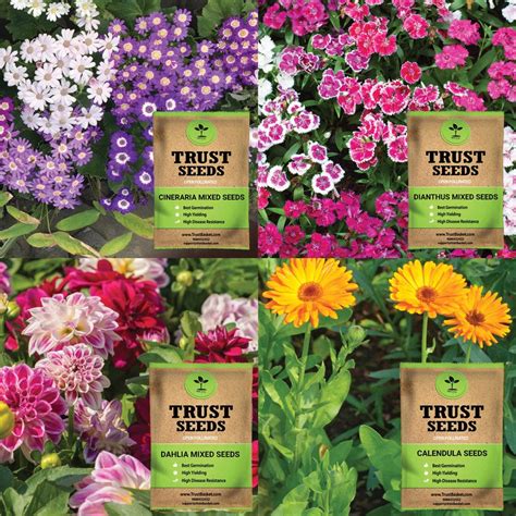 Seeds Combo – TrustBasket