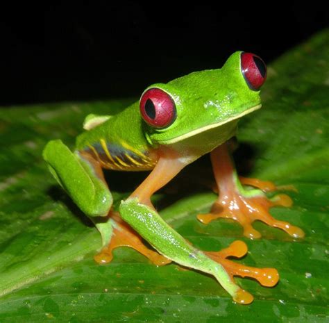Red Eyed Tree Frog Predators