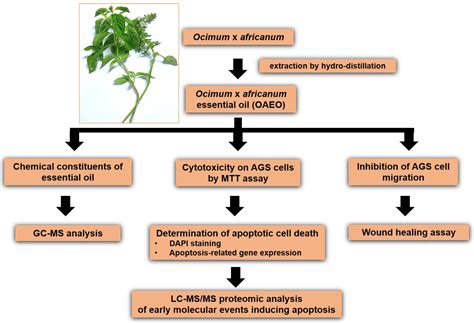 Endoplasmic Reticulum Stress and Impairment of Ribosome Biogenesis ...