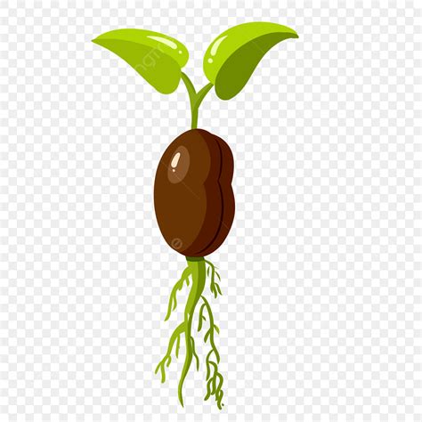 Beans Sprouts Clipart Hd PNG, Hand Painted Sprout Bean Sprouting Bean ...
