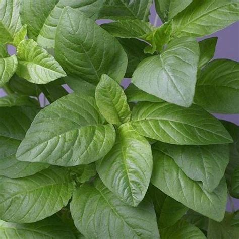 KANAYA Amaranth Seeds (Green Saag) Cholai Seed Price in India - Buy ...