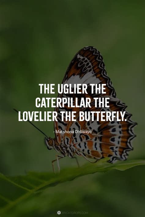 149 Beautiful Butterfly Quotes - Bright Drops
