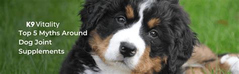 Dog Joint Supplements: Myths Debunked – K9 Vitality