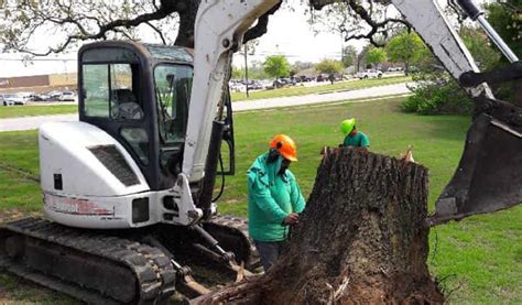 Local Tree Removal Companies 的图像结果