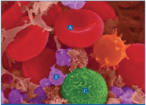 Image result for Chapter 4 Blood Sign