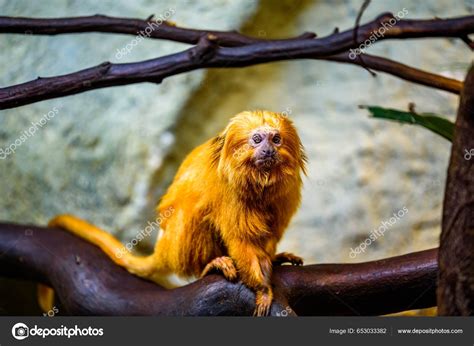 Golden Marmoset Golden Lion Tamarin Leontopithecus Rosalia, Female