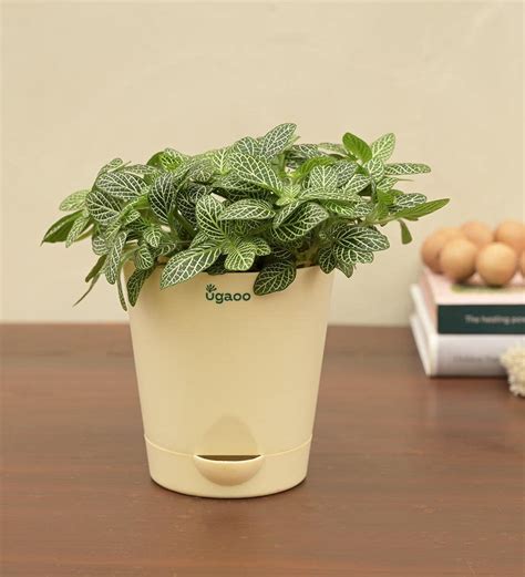 UGAOO Plant with Self Watering Pot : Amazon.in: Garden & Outdoors