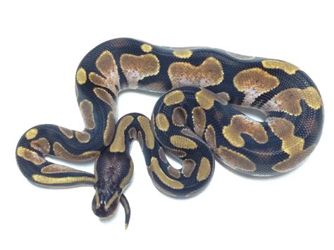 Image result for Calico Ball Python