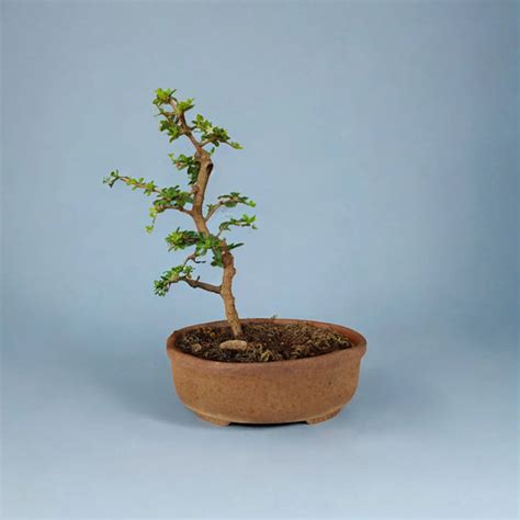 Buy Bonsai Indoor and Outdoor | Online | Idyl | Only for Artisans