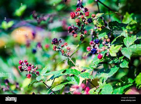 Berries on the blackberry bush in the wild forest Stock Photo - Alamy