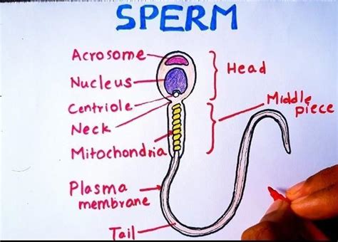 5. Draw a neat well labelled diagram of the human sperm. Also, write ...