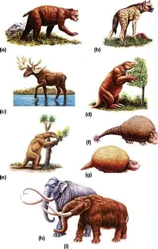 Megafauna
