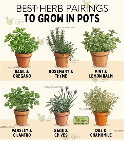 Pin by SeasiSee on Garden - Outdoor in 2025 | Herb garden pots, Herb ...