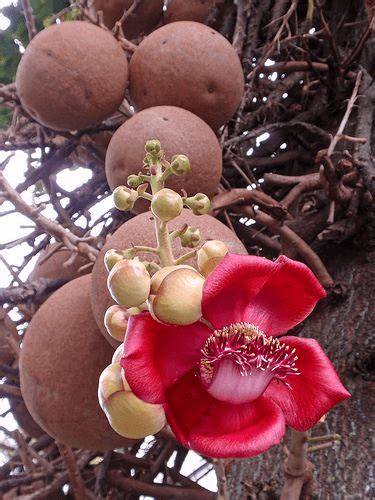 பீரங்கி மரம்: Couroupita Guianensis ஐ எவ்வாறு வளர்ப்பது மற்றும் ...