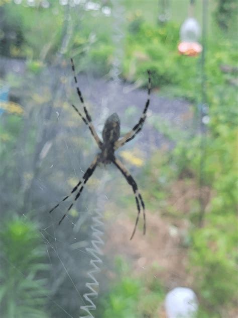 Are Joro spiders invasive to the Atlanta, Georgia area? : r/spiders