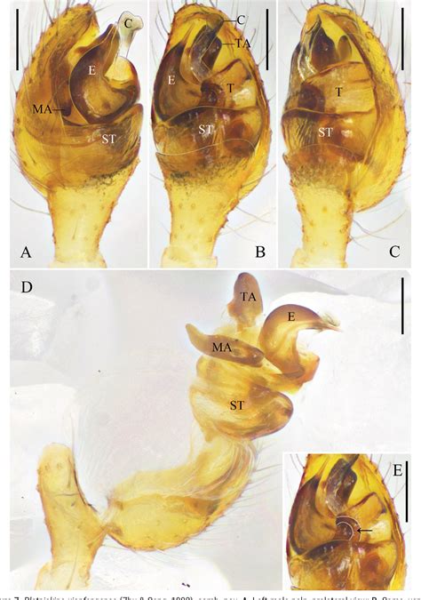 Figure 7 from ﻿Taxonomic notes of the cobweb spider genus Platnickina ...