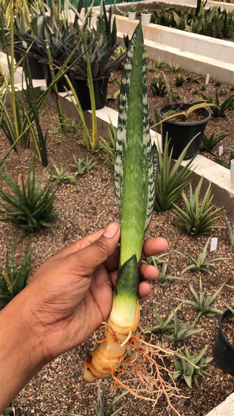 SANSEVIERIA GREEN MERMAID PUP – Fermosa plants