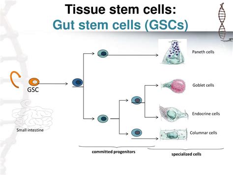 Image result for Selective Gene Expression