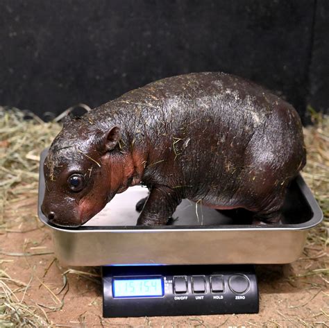 Baby Hippo ZooTampa Welcomes New Baby Hippo | Wtsp.com