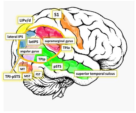 Superior Temporal Sulcus