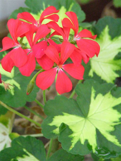 Yard and Garden: Growing Geraniums | News