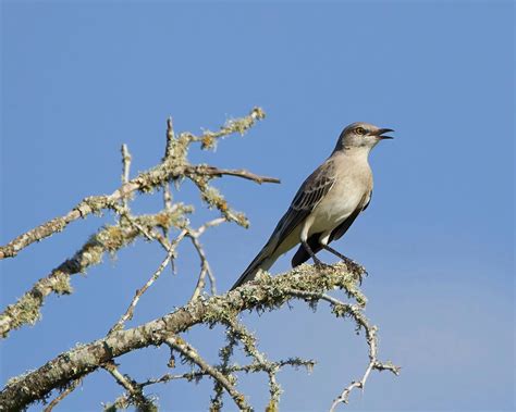 State Birds of the United States – Global Birding Initiative